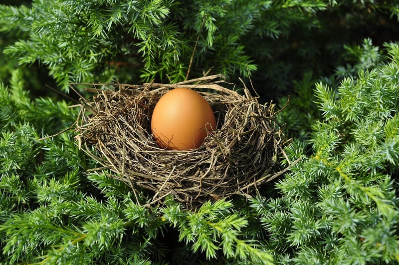 Serpentine Nests