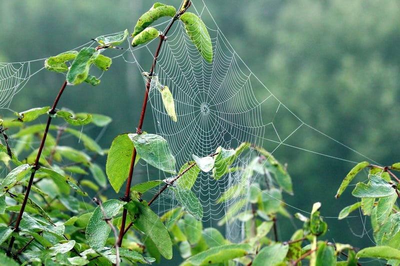 Spellbound Gardens