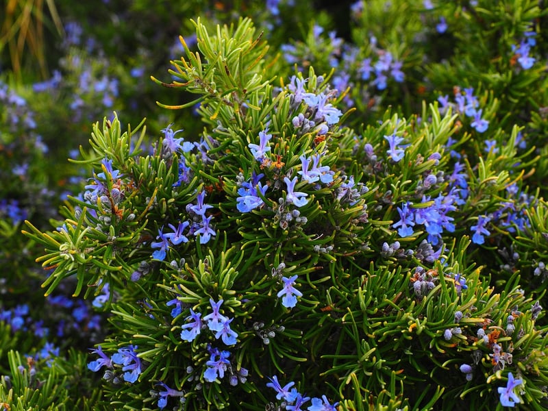 Magical Herbs
